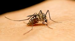 6 domowych sposobów na ukąszenia komarów