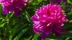 Jak przedłużyć trwałość piwonii?