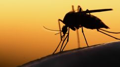 Dlaczego skóra swędzi po ukąszeniu komara? 