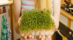 Zasiej rzeżuchę już dziś. Jakie ma właściwości?