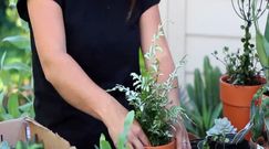 Soda na piękne kwiaty. 4 sposoby