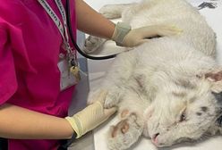 Niezwykle rzadki biały tygrys odnaleziony na śmietniku. Miał połamane 33 kości