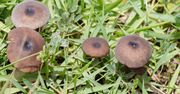 Rozsyp na trawniku. Grzyby znikną co do jednego