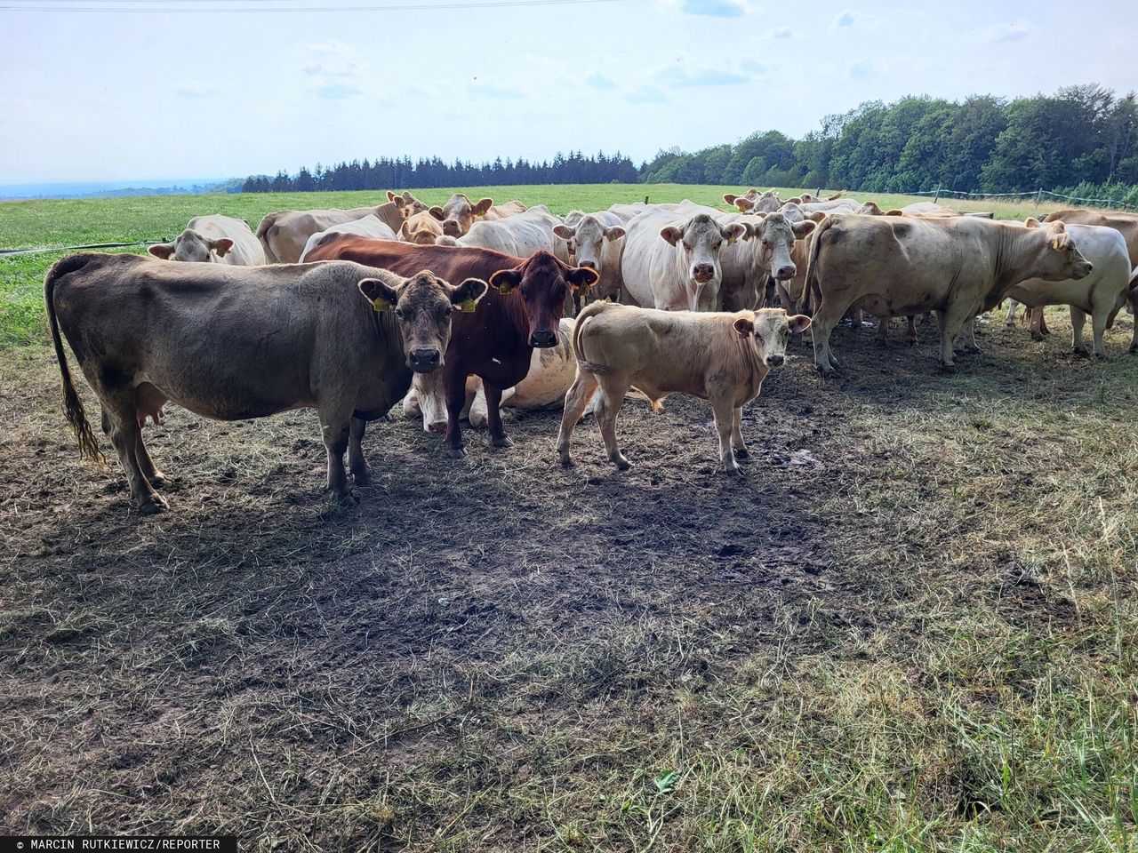 50-latek znęcał się nad krowami. Ujawniono szczegóły