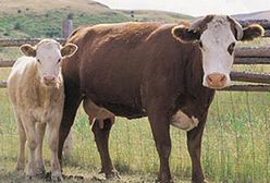 Choroba szalonych krów rozprzestrzenia się w Lubelskiem?