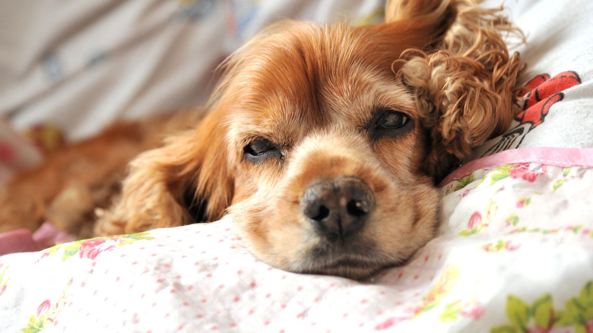 PIT za psa. Czy można odliczyć koszt jego utrzymania? 