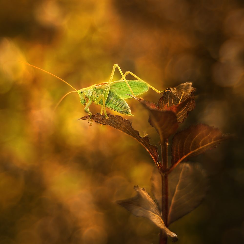 Warsztaty artystycznej fotografii przyrodniczej makro z Arkadiuszem Makowskim 3