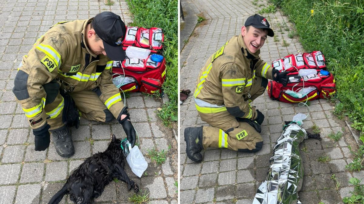 Strażakom udało się uratować tonącego kota