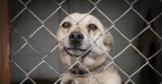 Miasto dopłaci za adopcję psa seniora. Można zgarnąć okrągłą sumkę