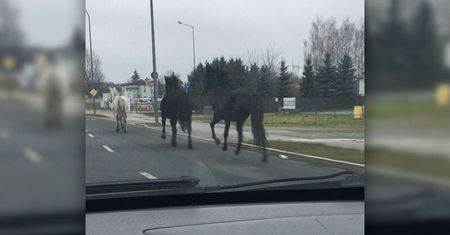 Lublin. Konie uciekły ze stadniny i biegały po mieście. Udało się je złapać