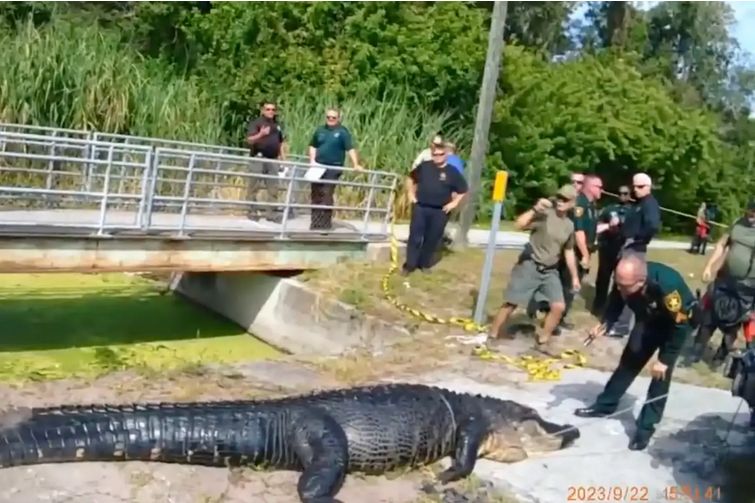 Po pożarciu ciała kobiety, aligator był wyraźnie opuchnięty