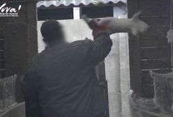 Wstrząsające nagrania z fermy norek. "To jest obóz koncentracyjny dla zwierząt"