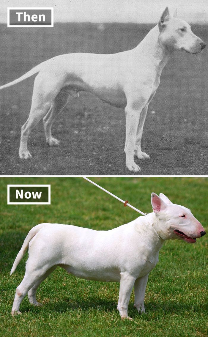 Bull terrier