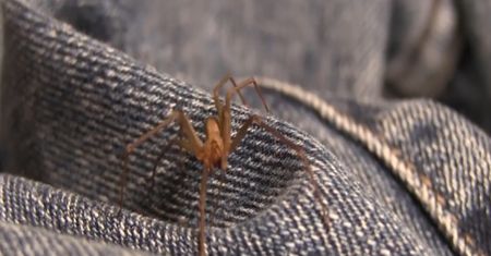 Pająk ugryzł kobietę, musieli jej amputować nogę