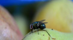 Co odstrasza muchy? Jakie zapachy działają najlepiej