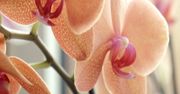 Storczyki obumierają? Popełniasz błąd