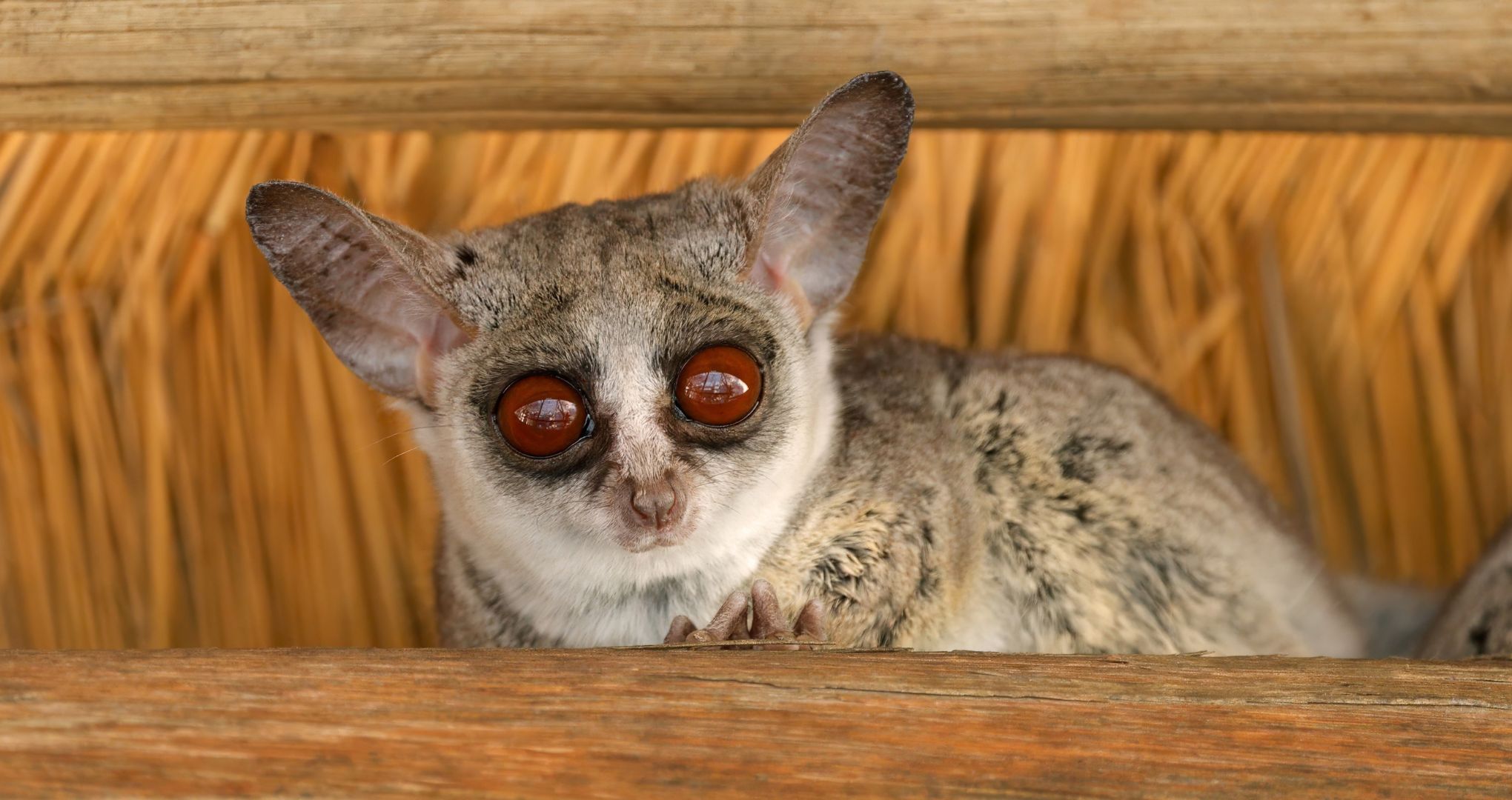 Galago (bushbaby) – niewielki, nocny naczelny o ogromnych oczach