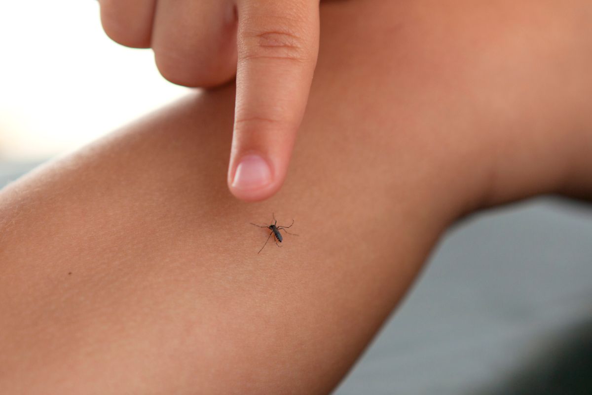 Domowy sposób na pozbycie się komarów 