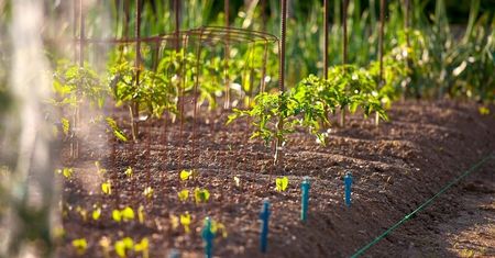 Co to jest Food Forest? Jak zrobić las żywności i uniezależnić się od zakupów w sklepach?