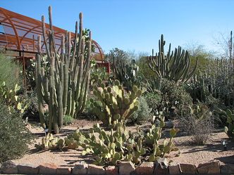 Sadzenie kaktusa