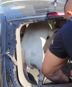 Pies w upale w aucie. Kłótnia o wybitą szybę