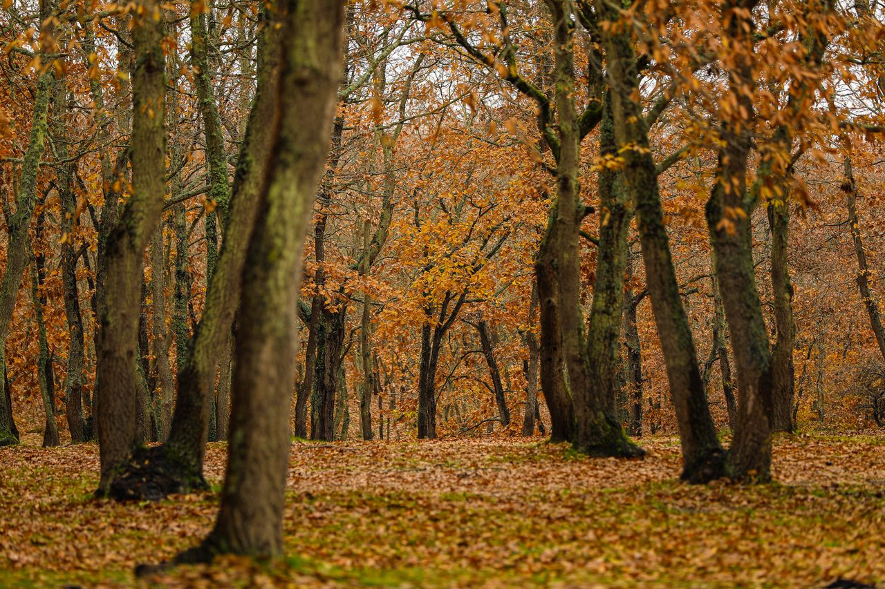 The Reinhardswald forest in North Hesse was called the "fairy tale forest," because it was believed to be the setting for the fairy tales written down by the Grimm brothers, who were from this region. Illustrative photo.