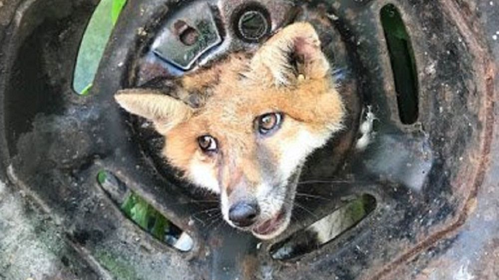 Lis utknął głową w feldze