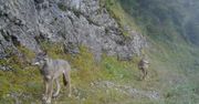 Niezwykłe nagranie z fotopułapki. Coraz rzadsze zjawisko w Tatrach