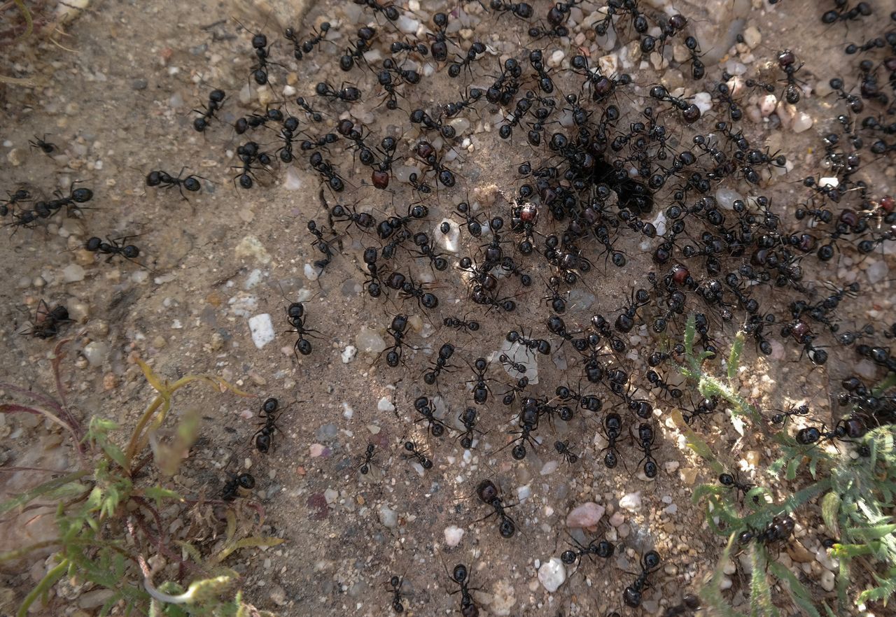 Jak pozbyć się nadmiaru mrówek z ogrodu? - zdjęcie ilustracyjne