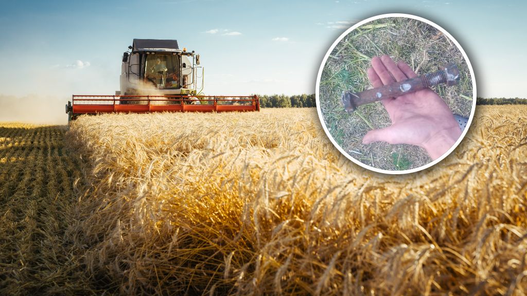 żniwa, złota kolba