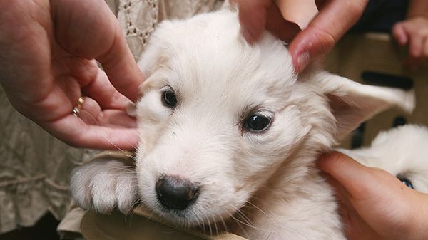 Na Krupówkach wciąż sprzedawane są szczenięta - najczęściej owczarki podhalańskie
