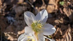 Na te rośliny uważaj na łące