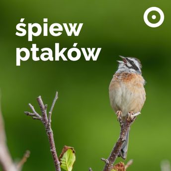 Logo stacji Śpiew ptaków