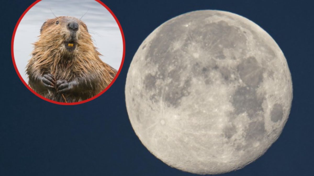 Co wspólnego z listopadową pełnią mają bobry?