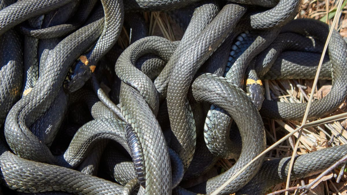 Zaskrońce rozpoczęły okres godowy