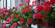 Zmiel i wsyp do doniczki. Pelargonie będą kwitnąć jak szalone