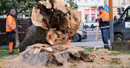 Mieszkańcy oburzeni wycinką potężnego drzewa na Placu Litewskim. Specjaliści: „Wystarczyłaby wichura, by runął na plac zabaw lub lodziarnię”