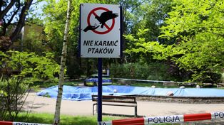Lublin: Tajemnicza śmierć ptaków przy fontannie