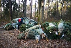 Las Sękociński. Ponad 70 choinek porzuconych w lesie. "Nie sprzedały się"