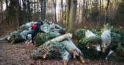 Las Sękociński. Ponad 70 choinek porzuconych w lesie. "Nie sprzedały się"