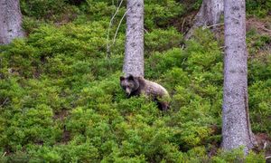 TPN ostrzega przed niedźwiedziami. Tak należy się zachować