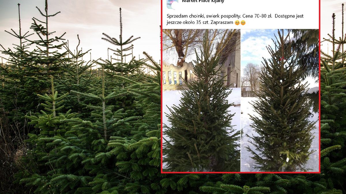 Ceny choinek wywołały oburzenie mieszkańców. "Najlepiej zgonić na inflację"