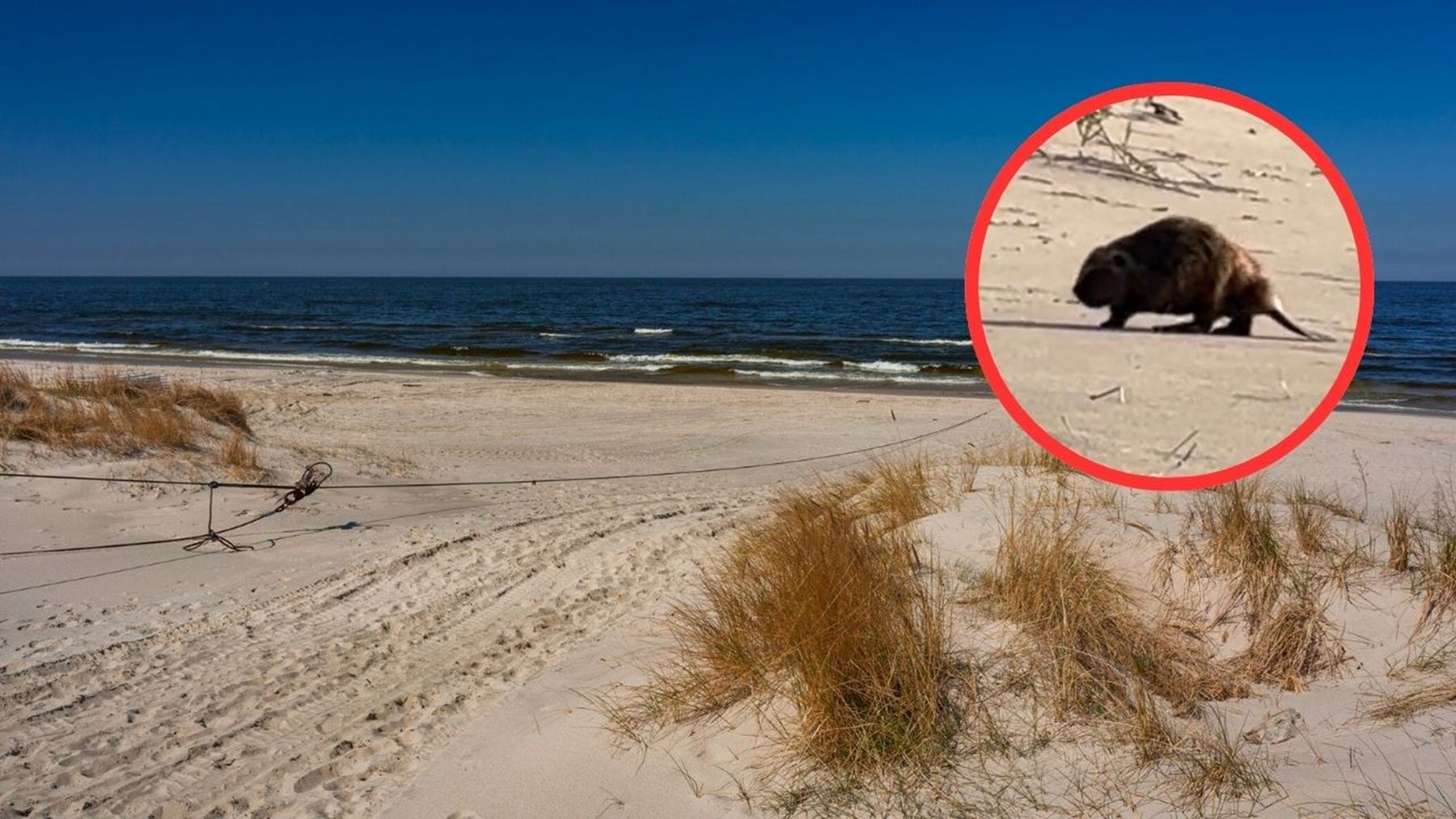 Spacerowali po plaży. Nagle zobaczyli go. Jedna rzecz przykuwa uwagę