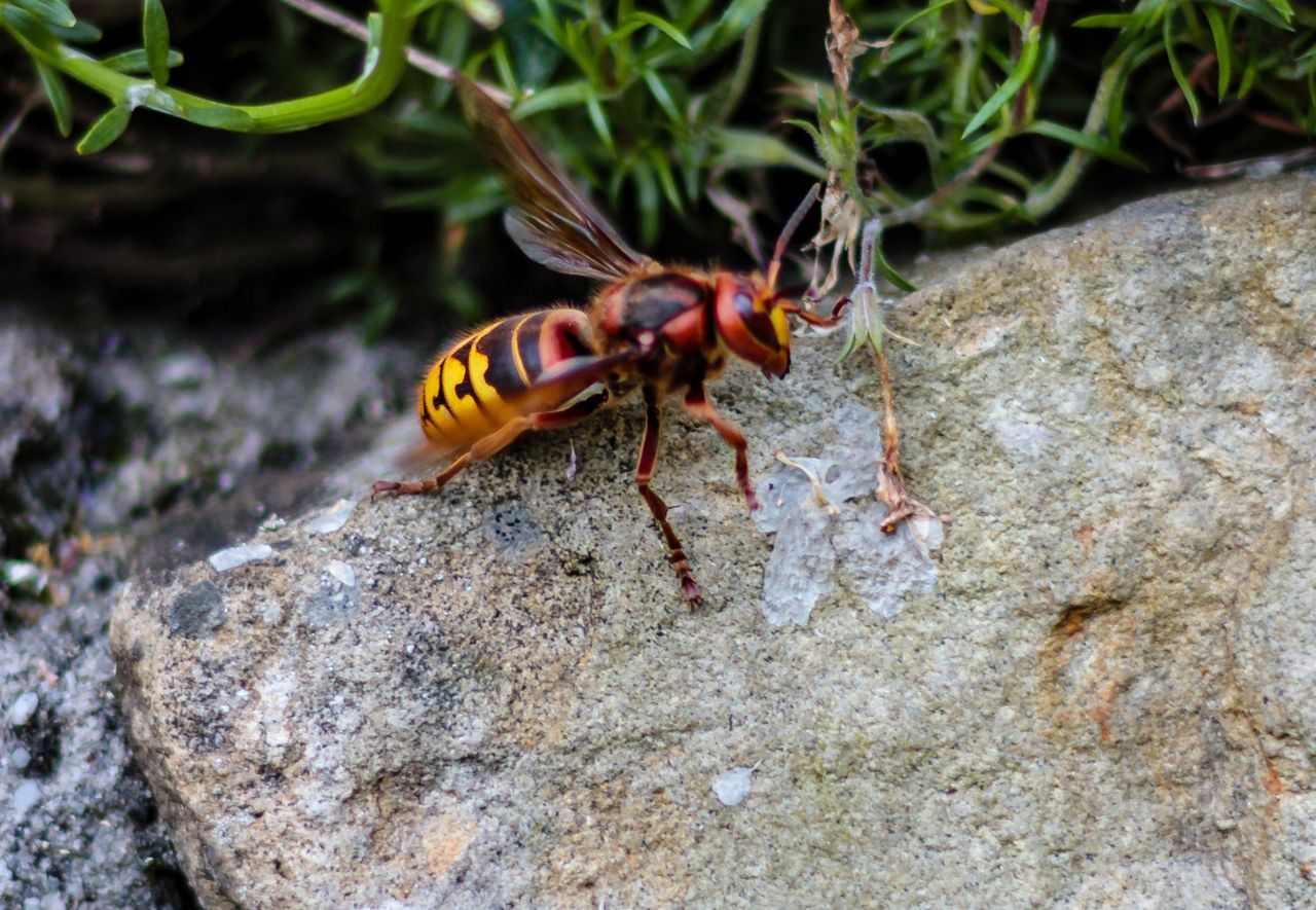 How to get rid of hornets from the garden?