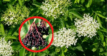 Dla tych osób owoce czarnego bzu są zakazane. Spożycie może skutkować nawet śpiączką