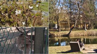 Sosnowiec: Tłumy w Parku Kuronia na wiosnę