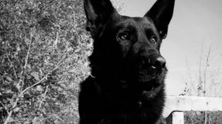 Komenda Miejska Policji w Katowicach jest pogrążona w głębokim smutku. Odszedł Brutus, wierny policyjny pies