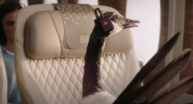 Gerry the Goose zachęca, by latać lepiej