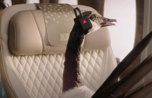 Gerry the Goose zachęca, by latać lepiej