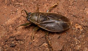 Gigantyczny owad na plażach popularnej, rajskiej wyspy. Ukąszenia są bardzo bolesne